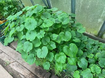 AKCIA predam priesady paradajok len za 0,50Eur kus - 2