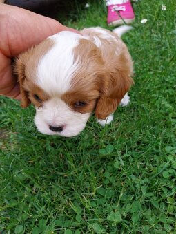Predám šteniatko cavalier - 2