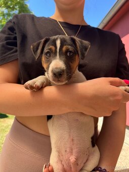 Jack Russell Terrier - 2