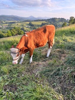 Jalovica - 2
