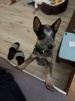 Australský cattle dog - 2