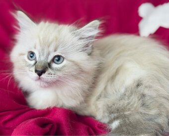 Ragdoll mačiatka - 2