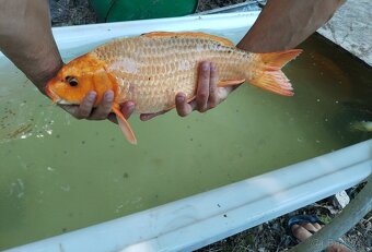 Koi kapre, jazierkove ryby - 2