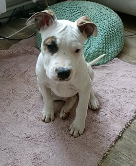 Predám fenku Amstaff, americký stafordšírský teriér - 2