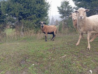 Predám ovce kamerúnske - 2