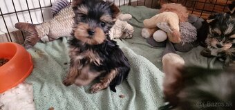 yorkshire terier - 2