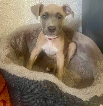 americký Stafford - 2