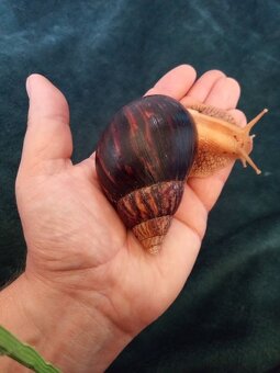 Africké slimáky - 2