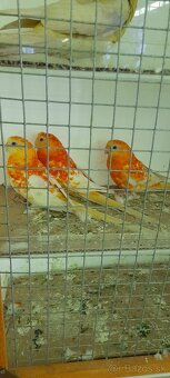 Predám rozela penant a papagáj spevavý - 2