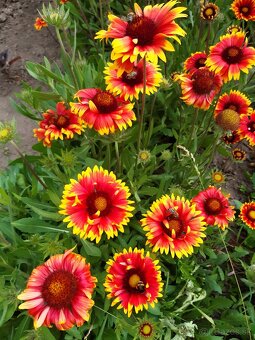 Kokarda osinatá - 2