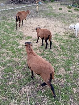 Kamerunské ovce - 2