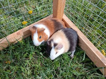 Predám morčatá - 2