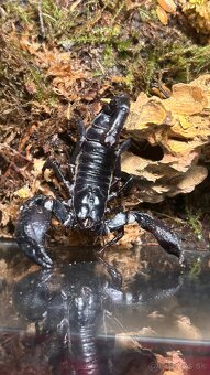 Ázijský škorpión (samec+samica) - 2