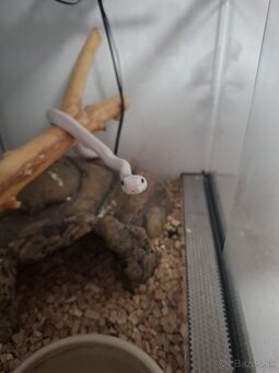 Had texas rat snake - 2