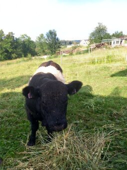 Galloway - 2