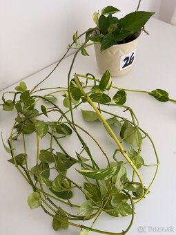 Predám izbovú rastlinu Epipremnum č.26 za 5€ - 2