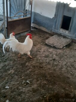 Leghorn - 2