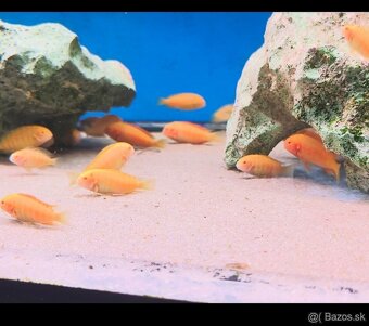 Tropheus Chipimbi Albino - 2