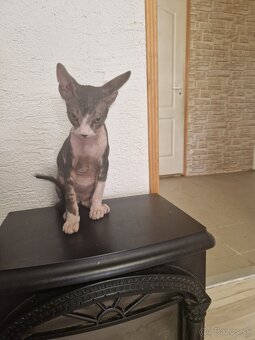 Donsky Sphynx - 2