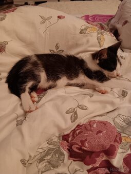 3 mesačný Kocurik - 2