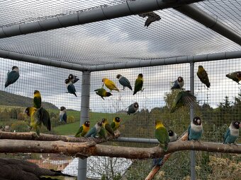 Agapornis škraboškový - 2