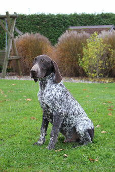 Německý krátkosrstý stavač - 2