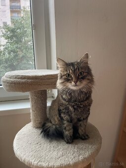 Perzské mačičky - 2