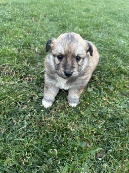 Darujem šteniatka - 2