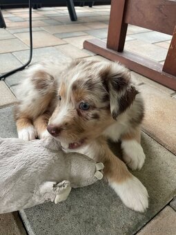 Australsky ovciak s PP - 2