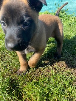 Belgický ovčiak,  Cross , Nemecký ovčiak - 2