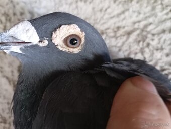 Predám poštové holuby - 2