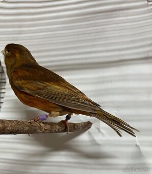 Predám kanarika. - 2