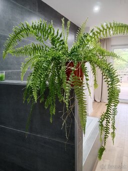 Izbová rastlina - papraď - 2