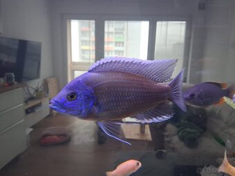 Ryby africke cichlidy - 2