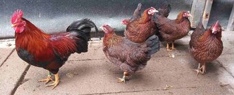 Násadové vajcia - 2