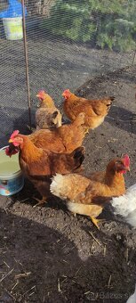 Domáce vajíčka - 2