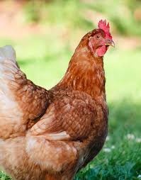 Mládky a Nosnice - 2