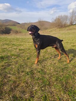 Doberman-krytie - 2