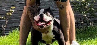 American bully na krytie - 2