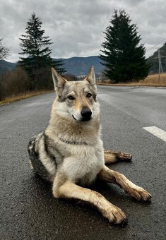 Československý vlčiak , strieborná fenka. S PP - 2