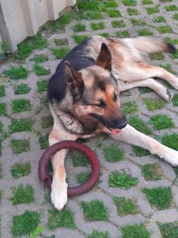 Nemecký ovčiak x Husky - 2