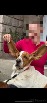 Basset - 2
