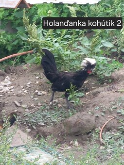 Kohútiky predaj - Holaďanka, Milferka a mix - 2