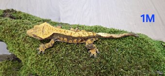 Pagekon riasnaty - 2