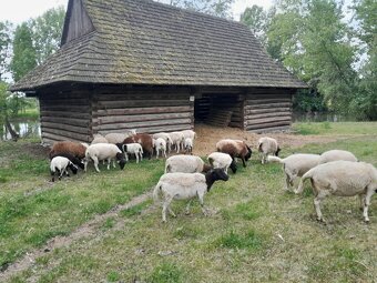 Ponúkam 5-mesačných barančekov Dorper - 2