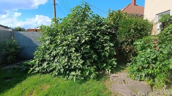 Predám figovníky - 2