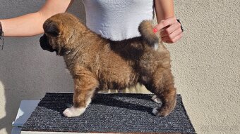 Americká akita - 2