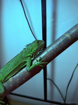 🦎 Predám leguána zeleného - 2
