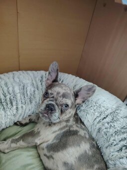 Francúzky buldoček merle - 2