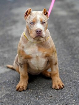American Bully XL/XXL - 2